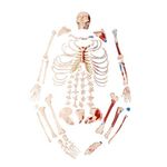 Esqueleto-Tamanho-Natural-Desarticulado-c--Origem-e-Insercao-Muscular-Center-Medical