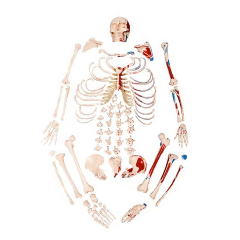 Esqueleto-Tamanho-Natural-Desarticulado-c--Origem-e-Insercao-Muscular-Center-Medical