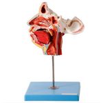 Cranio-Facial-c--Demonstrativo-de-Nervos-e-Vasos-2-Partes-Center-Medical