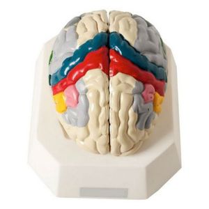 Cérebro c/ Região Funcional do Córtex em 2 Partes
