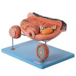 ovario-ampliado-em-13-partes-anatomic..centermedical.com.br