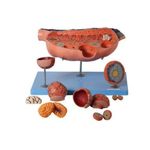 ovario-ampliado-em-13-partes-anatomic...centermedical.com.br