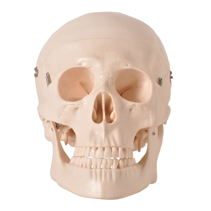 cranio-com-05-partes-anatomic.centermedical.com.br