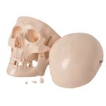 cranio-com-05-partes-anatomic..centermedical.com.br