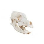 modelo-anatomico-de-cranio-de-cachorro-em-tamanho-natural.centermedical.com.br