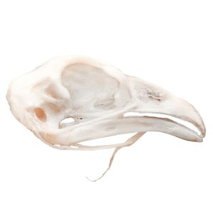 Modelo Anatômico de Crânio de Galinha em Tamanho Natural