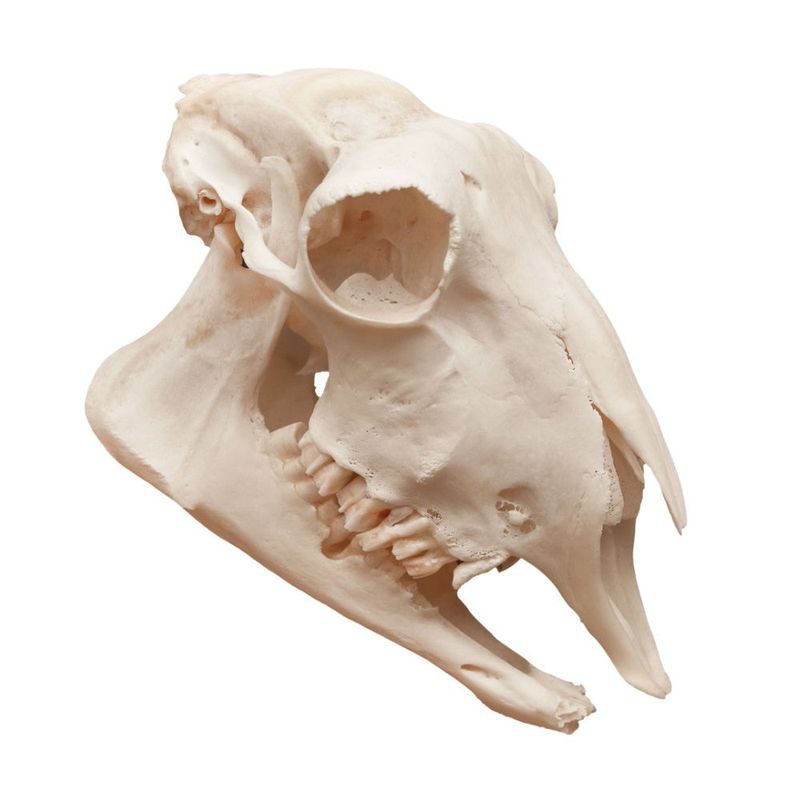 modelo-anatomico-de-cranio-de-ovelha-em-tamanho-natural.centermedical.com.br