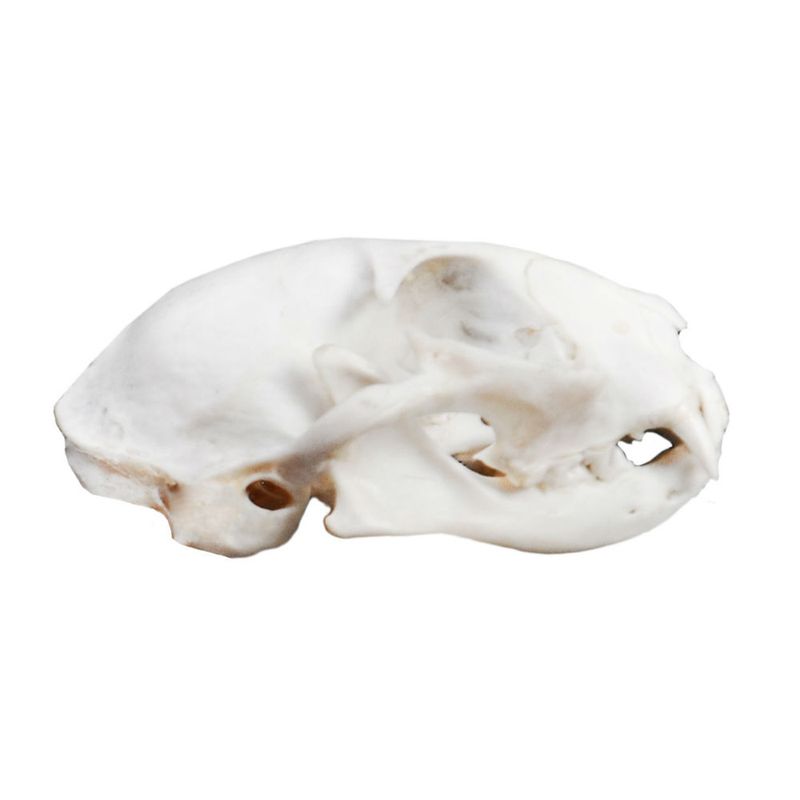modelo-anatomico-de-cranio-de-gato-em-tamanho-natural.centermedical.com.br