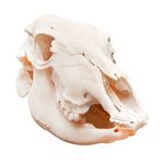 modelo-anatomico-de-cranio-bovino-em-tamanho-natural.centermedical.com.br