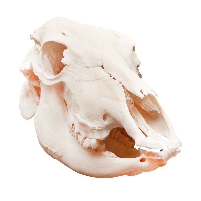 modelo-anatomico-de-cranio-bovino-em-tamanho-natural.centermedical.com.br