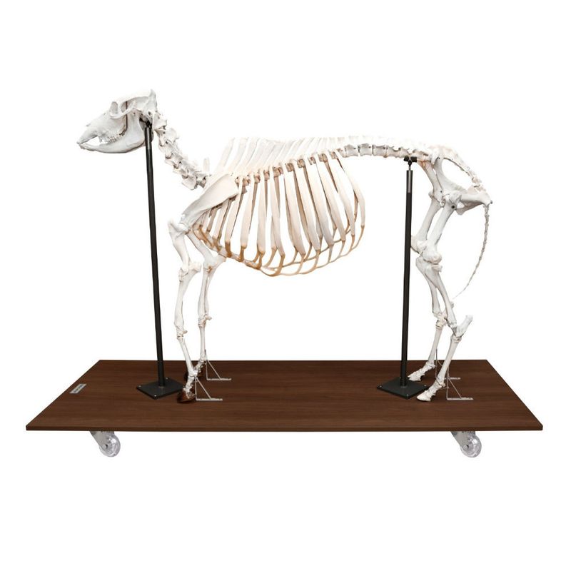 esqueleto-de-vaca-articulado-em-tamanho-natural.centermedical.com.br