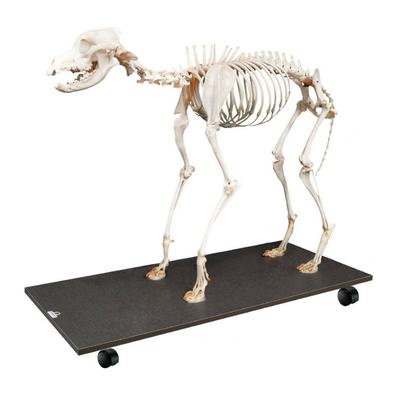 esqueleto-de-cachorro-articulado-em-tamanho-natural.centermedical.com.br