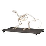 esqueleto-de-gato-articulado-em-tamanho-natural.centermedical.com.br