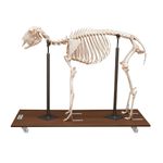 esqueleto-de-ovelha-articulado-em-tamanho-natural.centermedical.com.br