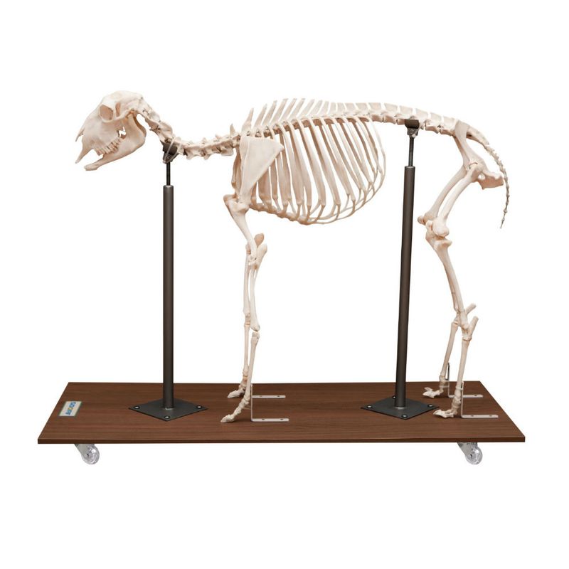 esqueleto-de-ovelha-articulado-em-tamanho-natural.centermedical.com.br