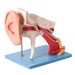 Ouvido-Ampliado-Classico-em-8-Partes-Center-Medical
