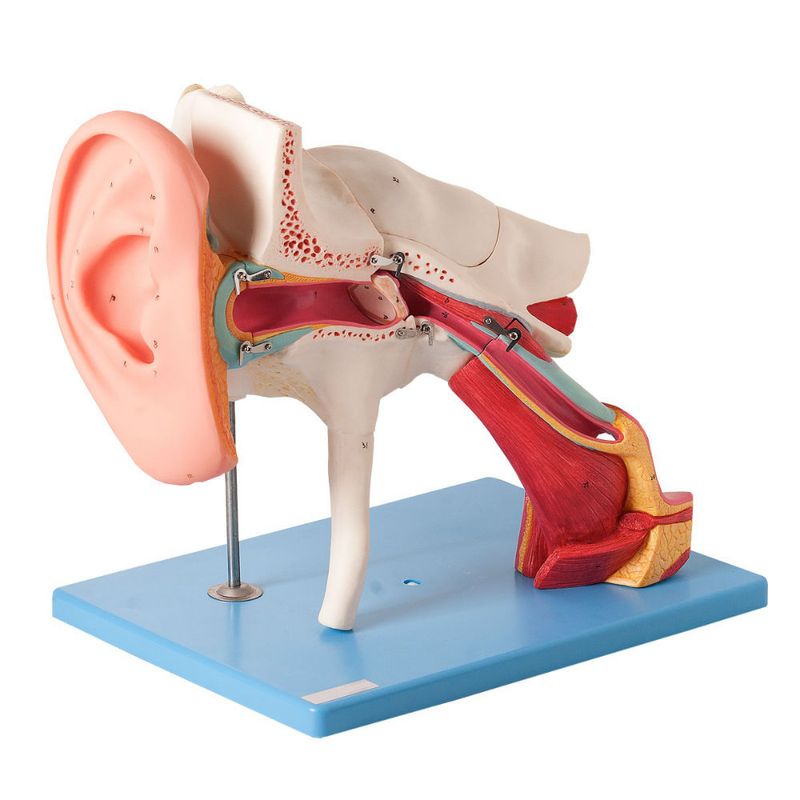 Ouvido-Ampliado-Classico-em-8-Partes-Center-Medical