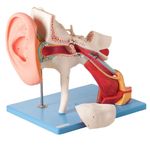 Ouvido-Ampliado-Classico-em-8-Partes-Center-Medical