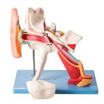 Ouvido-Ampliado-Classico-em-8-Partes-Center-Medical