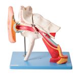 Ouvido-Ampliado-Classico-em-8-Partes-Center-Medical
