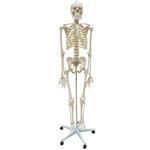 Esqueleto-168cm-c--Coluna-Flexivel-c--Suporte-e-Base-c--Rodas-Center-Medical