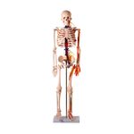 modelo-anatomico-esqueleto-humano-c-nervos-e-vasos-sanguineos-85cm.centermedical.com.br
