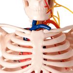 modelo-anatomico-esqueleto-humano-c-nervos-e-vasos-sanguineos-85cm..centermedical.com.br