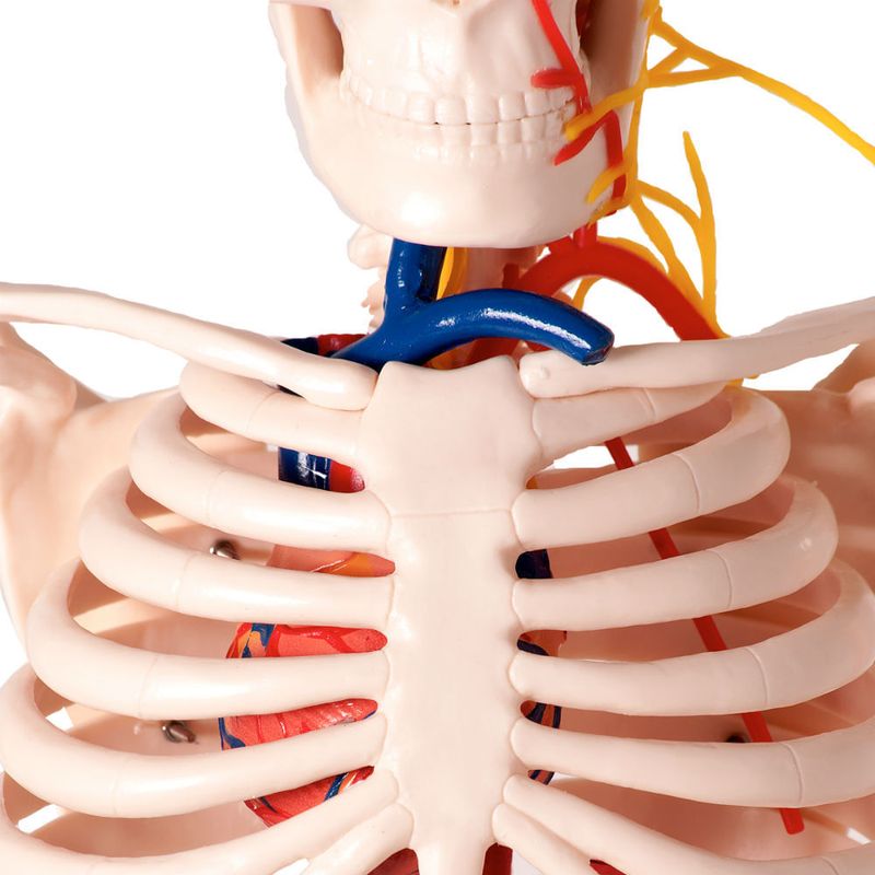 modelo-anatomico-esqueleto-humano-c-nervos-e-vasos-sanguineos-85cm..centermedical.com.br