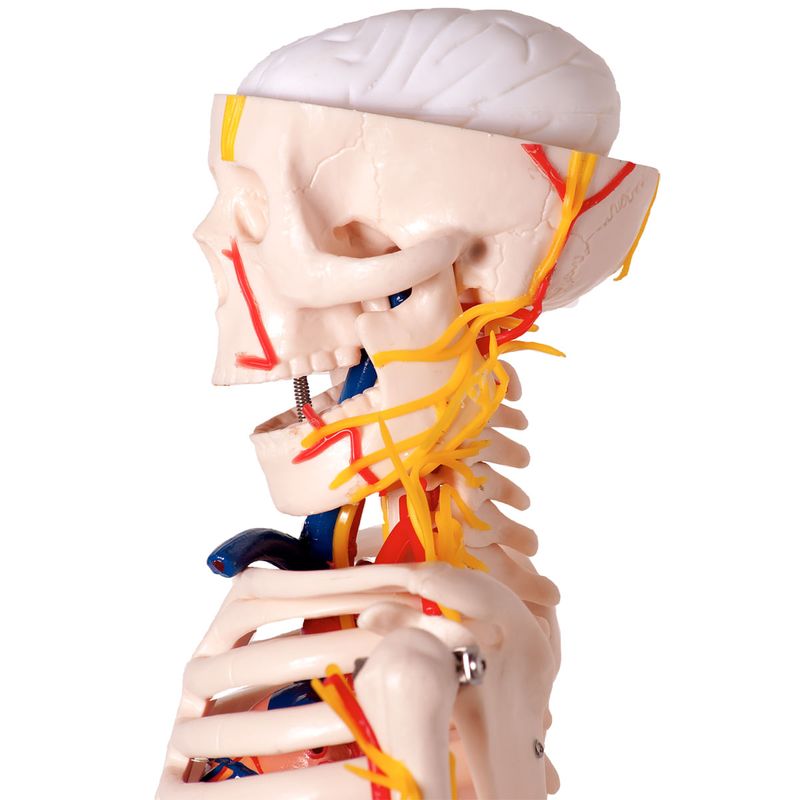 modelo-anatomico-esqueleto-humano-c-nervos-e-vasos-sanguineos-85cm...centermedical.com.br