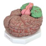 cerebro-ampliado-com-11-partes-anatomic.centermedical.com.br