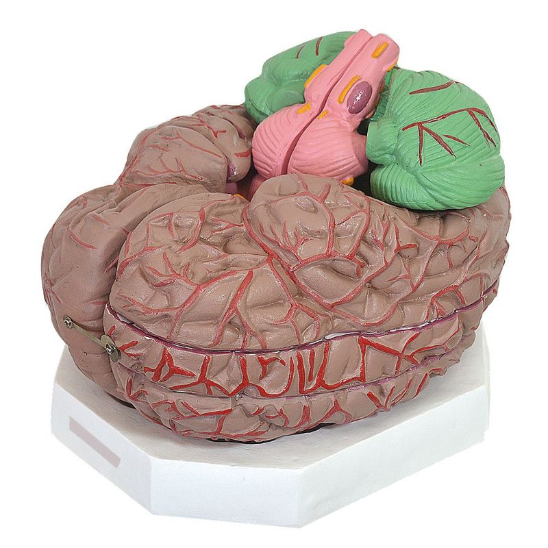 cerebro-ampliado-com-11-partes-anatomic.centermedical.com.br