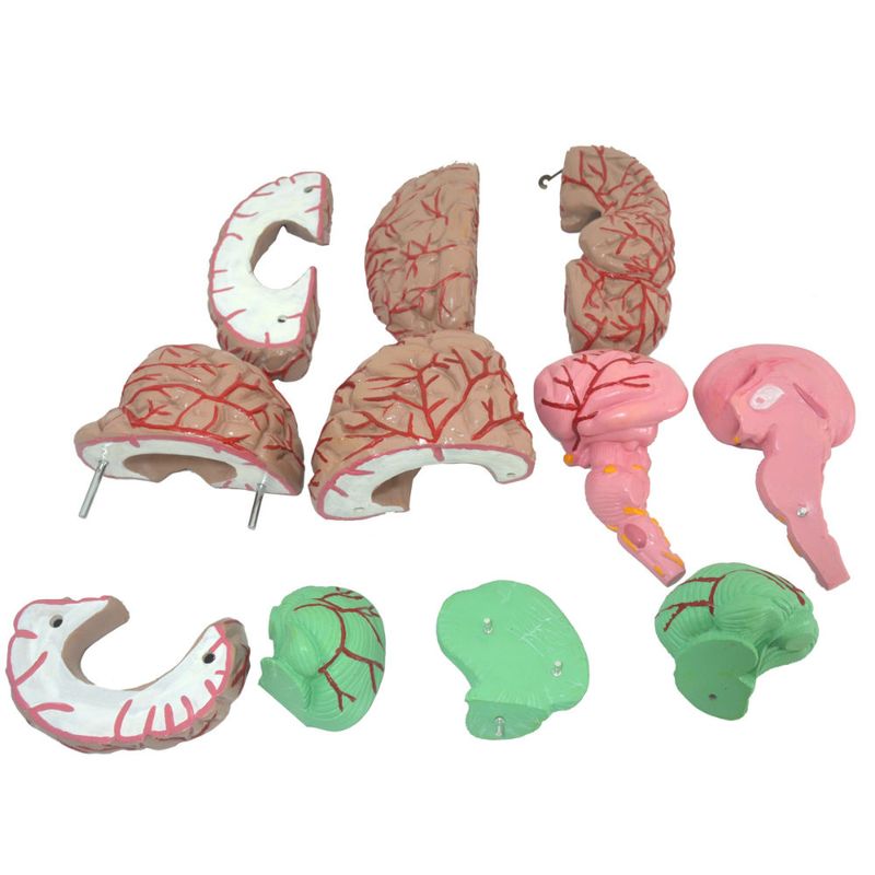 cerebro-ampliado-com-11-partes-anatomic..centermedical.com.br