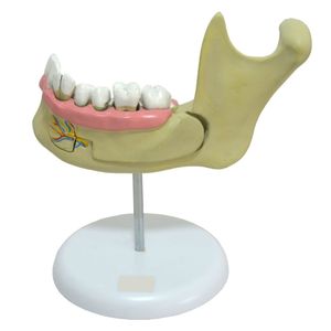 Anatomia do Dente - Anatomic - c/ 6 Partes