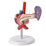 pancreas-e-duodeno-anatomic.centermedical.com.br