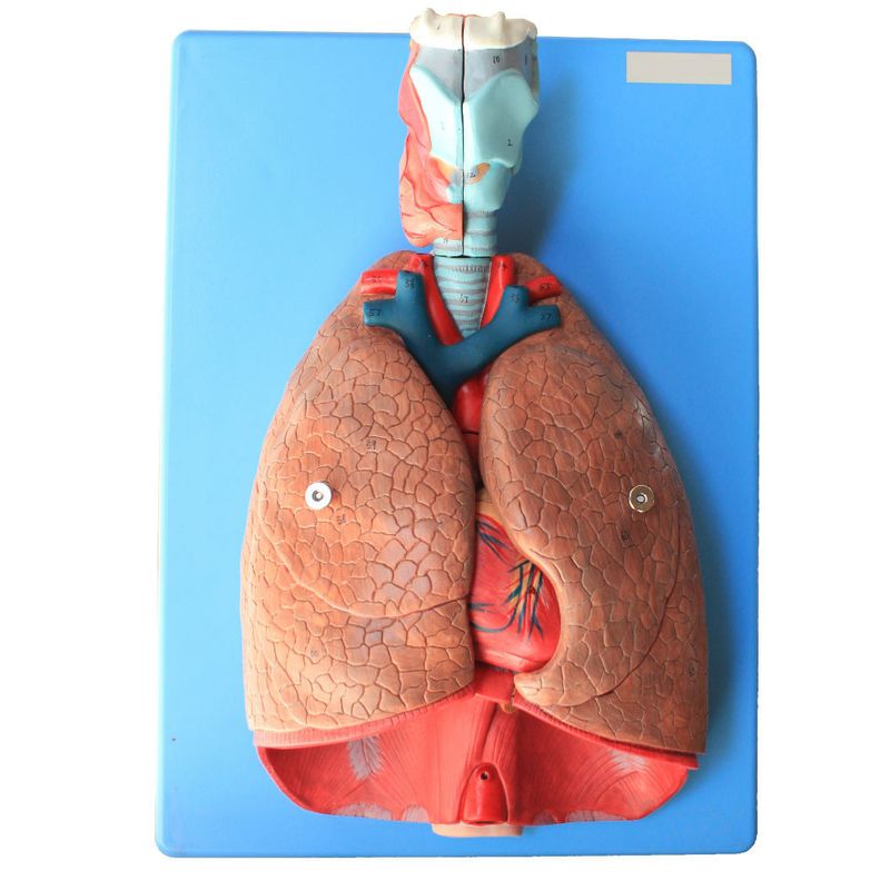 sistema-respiratorio-e-cardiovascular-luxo-em-7-partes.centermedical.com.br