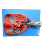 sistema-respiratorio-e-cardiovascular-luxo-em-7-partes..centermeddical.com.br