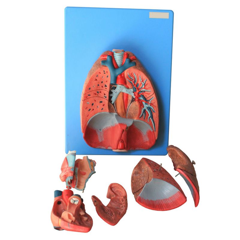 Sistema-Respiratorio-e-Cardiovascular-Luxo-em-7-Partes-Center-Medical