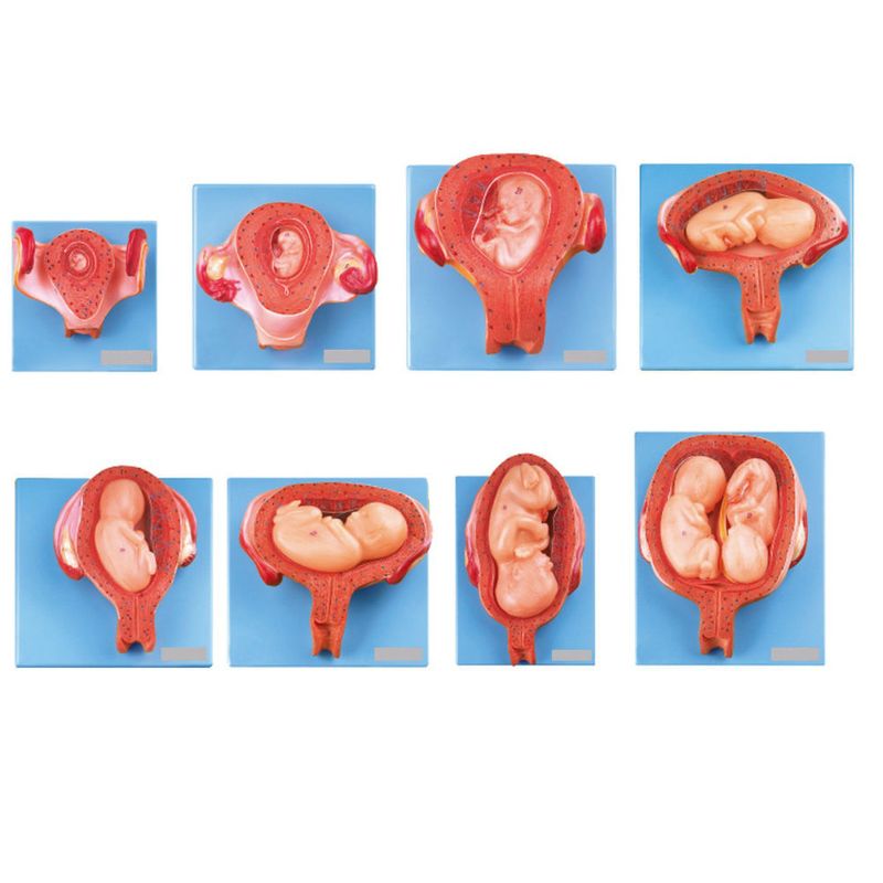 gravidez-luxo-anatomic-c-8-fases.centermedical.com.br