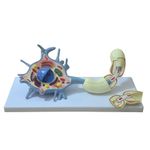 Diorama-de-um-Neuronio-Motor-Center-Medical