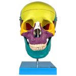 cranio-didatico-colorido-5-partes.centermedical.com.br
