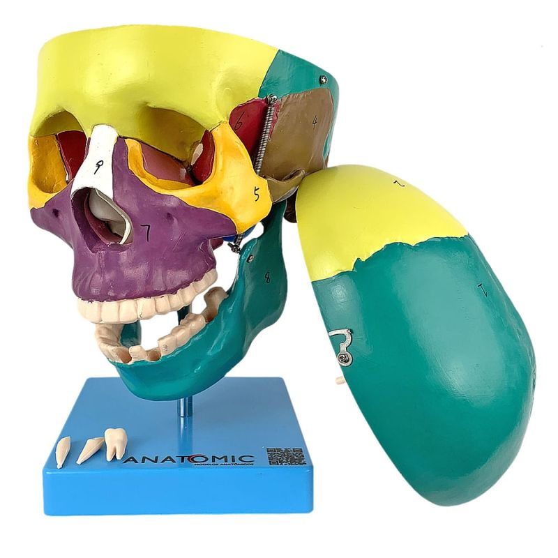 cranio-didatico-colorido-5-partes..centermedical.com.br