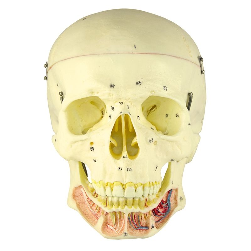 cranio-classico-com-mandibula-aberta.centermedical.com.br