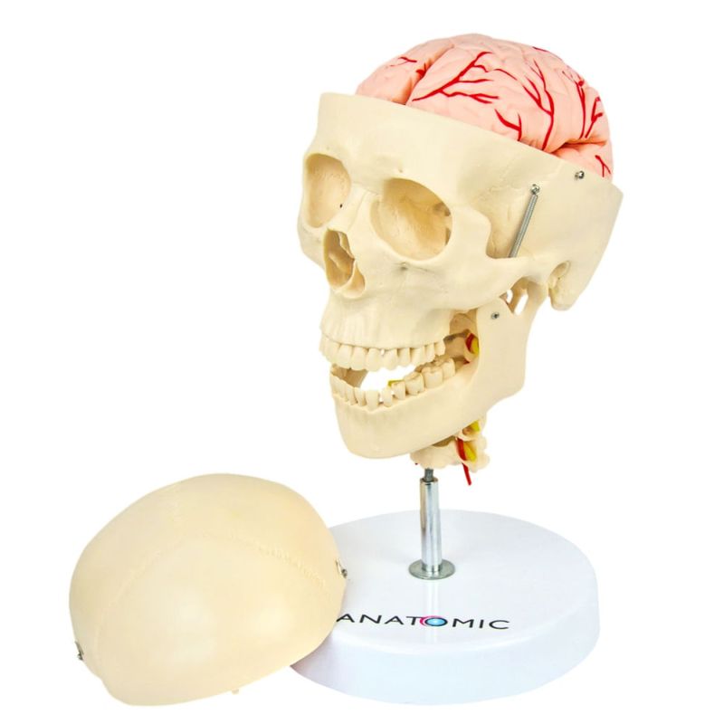 cranio-com-coluna-cervical-cerebro-13-partes.centermedical.com.br