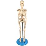 Modelo-de-Esqueleto-45cm-Center-Medical