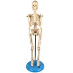 modelo-de-esqueleto-45cm.centermedical.com.br