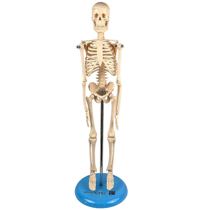 modelo-de-esqueleto-45cm.centermedical.com.br