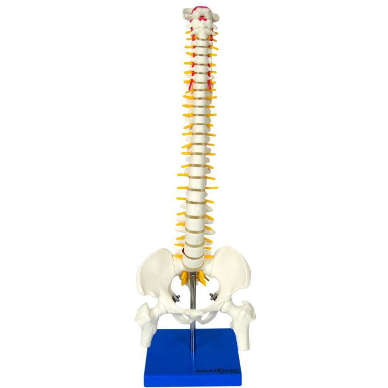 coluna-vertebral-50cm.centermedical.com.br