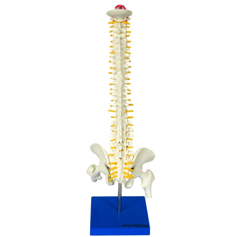 coluna-vertebral-50cm..centermedical.com.br