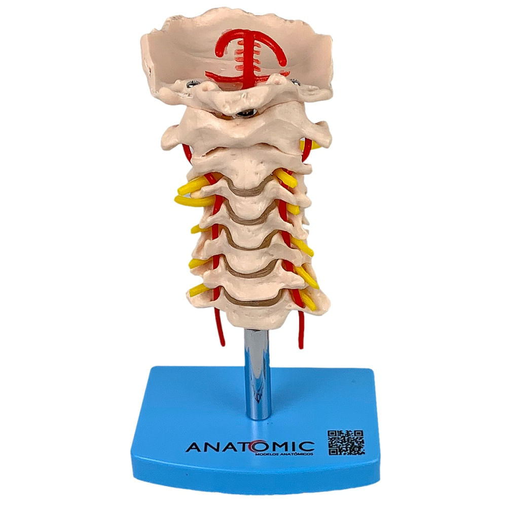COLUMNA VERTEBRAL, Columna vertebral, Arteria vertebral