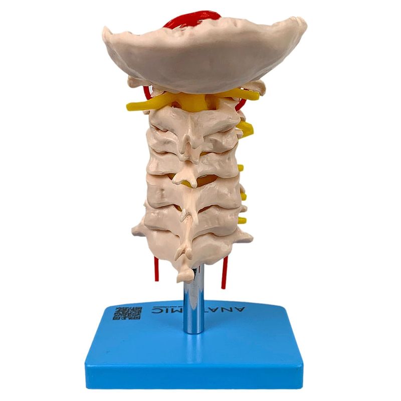 Coluna-Vertebral-Cervical-Center-Medical